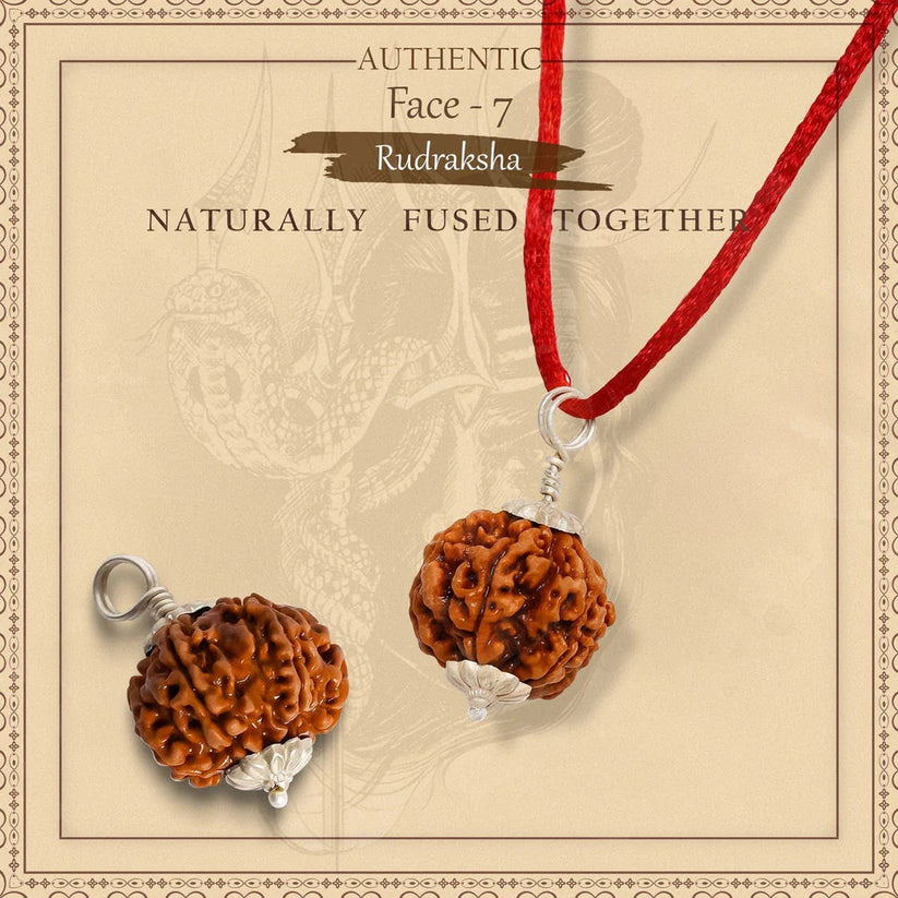 7 Mukhi Nepali Rudraksha - Limited Time Offer